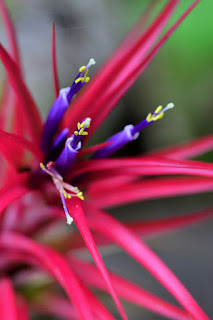 Bromeliad flower