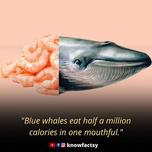 Blue whales eat half a million calories in one mouthful
