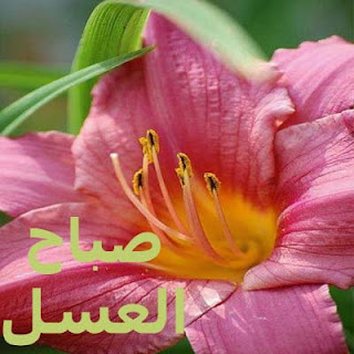 صور صباح العسل