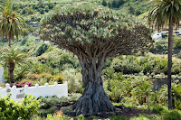 drago de canarias