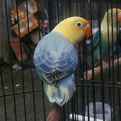 Lovebird Parblue