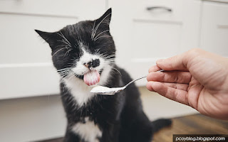 makanan yang digemari kucing domestik