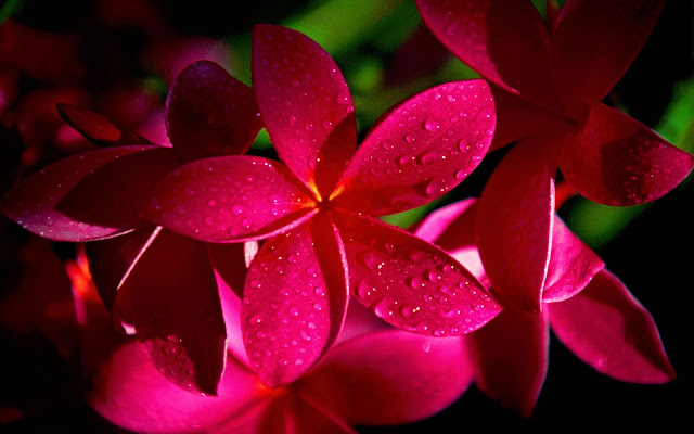 Red Frangipani / Plumeria Alba / Kamboja Merah 