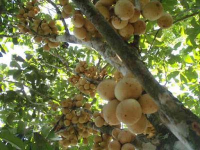 PANDUAN BUDIDAYA TANAMAN BUAH DUKU YANG BENAR PANDUAN BUDIDAYA TANAMAN BUAH DUKU YANG BENAR