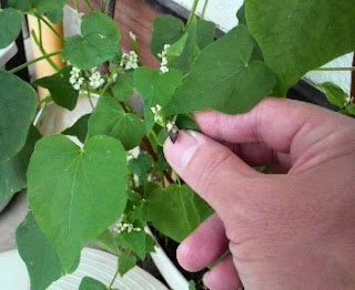 そばの花は、１２１日目を迎えました