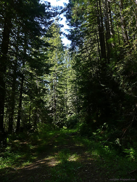 45: trees and road cut