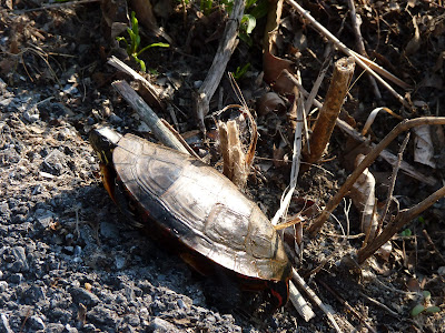 eastern painted turtle