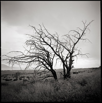 Dead Tree Black and White Photo