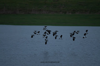 Wildlifefotografie Kiebitz Naturfotografie Lippeaue Olaf Kerber