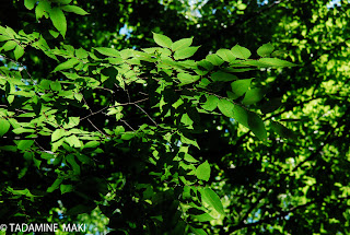 Fresh green, Kyoto 