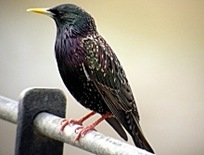 starling