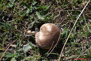 Foto de Pleurotus Eryngii  o Seta de cardo  -EspadasyMuslitos