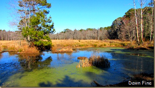 harris neck nwr_093