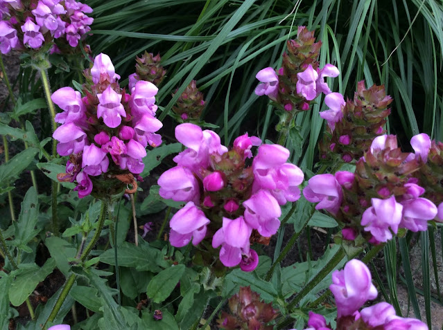 Foto Prunella grandiflora 'Rubra'