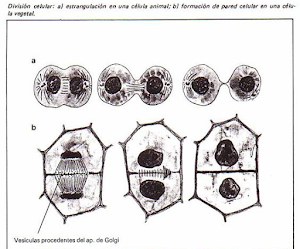RESUMEN CITOCINESIS EN CÉLULAS ANIMALES Y VEGETALES