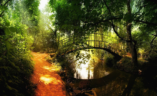 Foto van een brug over het water in een bos