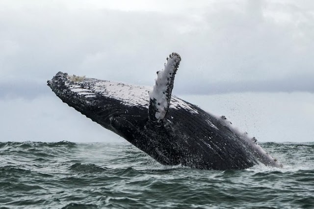 Baleia engole pescador nos EUA e depois o cospe vivo