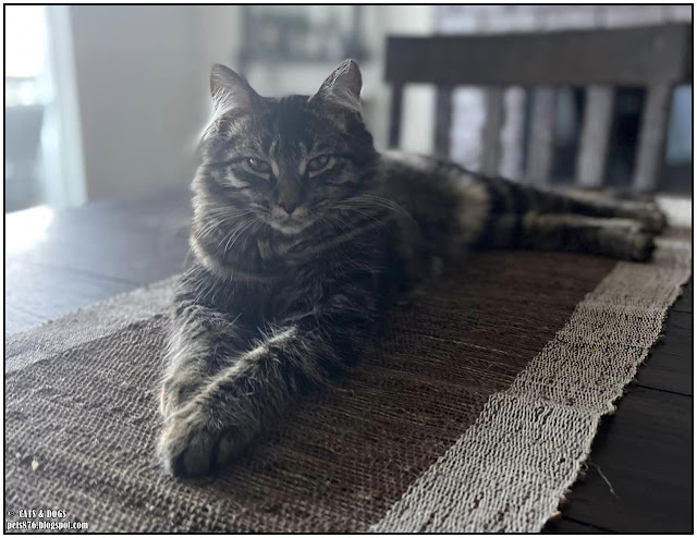 norwegian forest cat