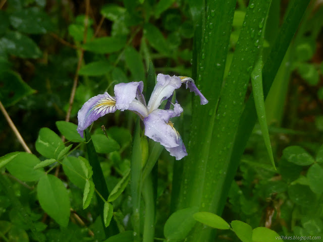 delicate and in the rain