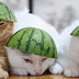 Cats Wearing Watermelons Is All You'll Ever Need