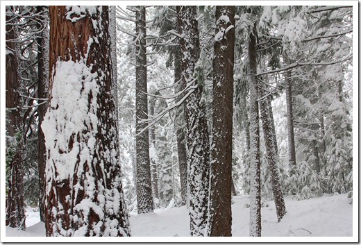 121223_snow_032