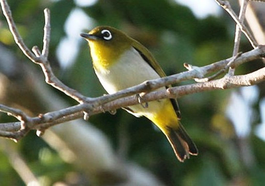  Burung  Pleci Sangihe Zosterops Nehrkorni 