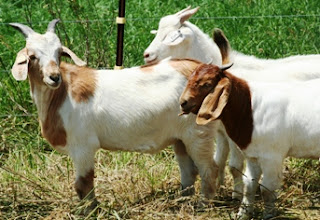 The different breeds and crosses on test