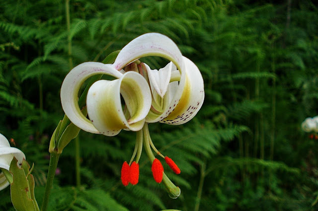 Лилия Ледебура (Lilium ledebourii)