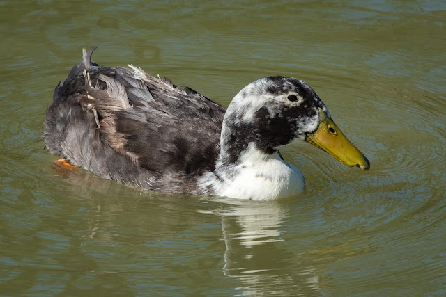 Mallard x Muscovy Duck, Riverwalk