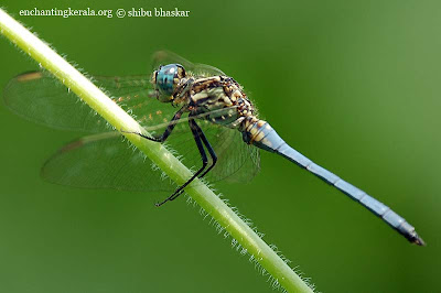 Photographing dragonflies