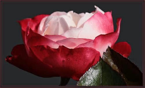 The Essential Common Grace