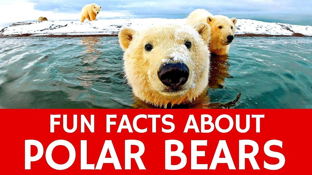 Facts About Polar Bears Being Endangered