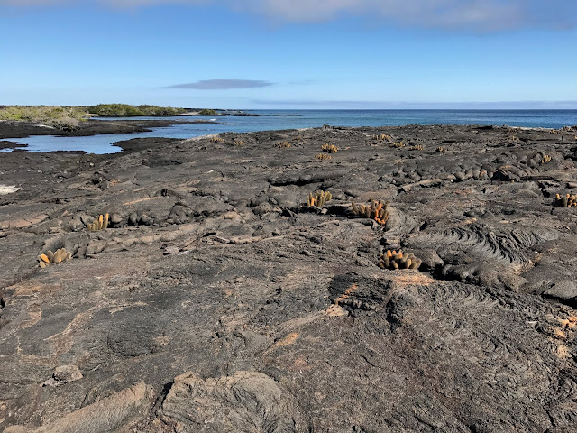 Isla Fernandina, Islas Galápagos