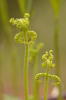 Hay-scented fern