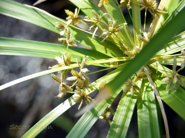 Cyperus alternifolius