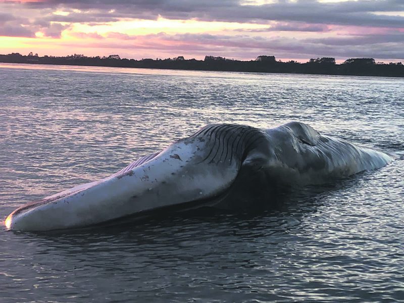 Cuál será el destino de la ballena fin varada en Ancud