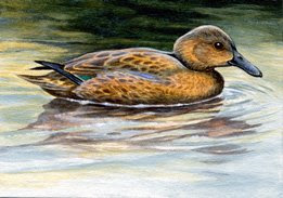 cinnamon teal ACEO painting by wildlife artist Shari Erickson