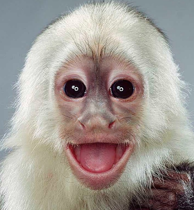 Gambar Monyet Lengkap Gambar Foto