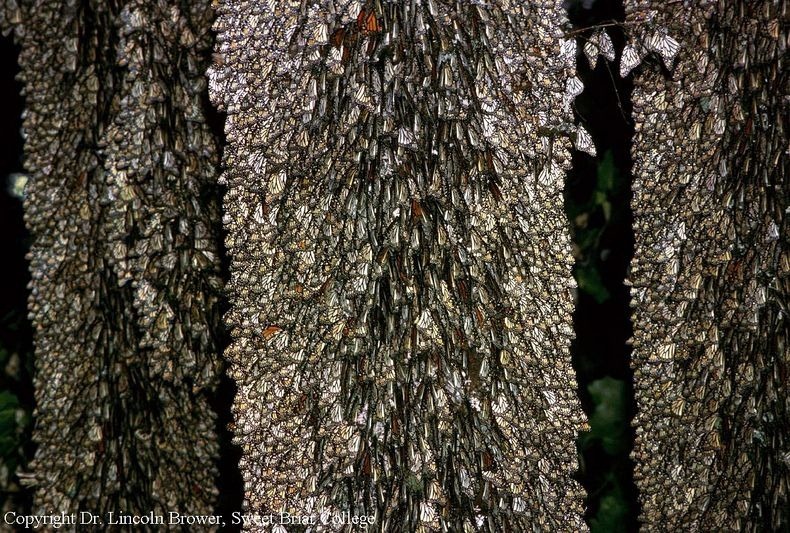 monarch-migration-7