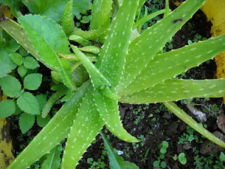 Growing Aloe Vera Outdoors