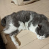 Photos et vidéos de chats âgés de 19 à 20 ans Lucky cats