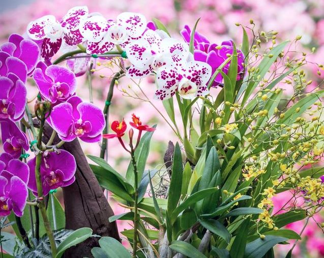 Açmayan orkidelere çiçek açtırmak