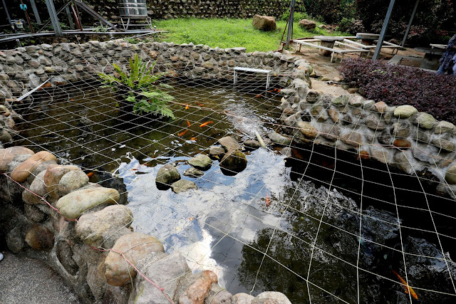 新北市淡水 親子景點 淡江農場