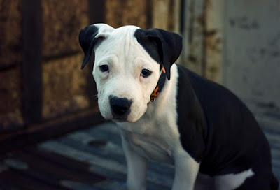 American Pit Bull puppie Images