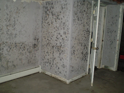 Mold Removal Naples