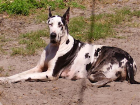 Tallest Dog in the World