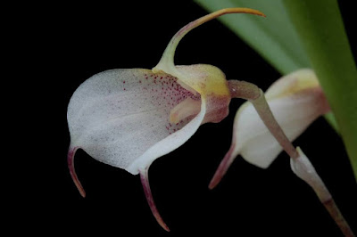 Масдеваллия обильноцветущая (Masdevallia floribunda)