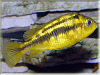 Yellow Kribensis Fish Pictures