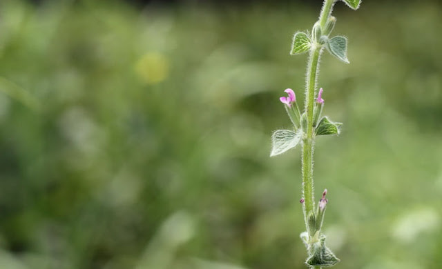 Annual Clary Sage