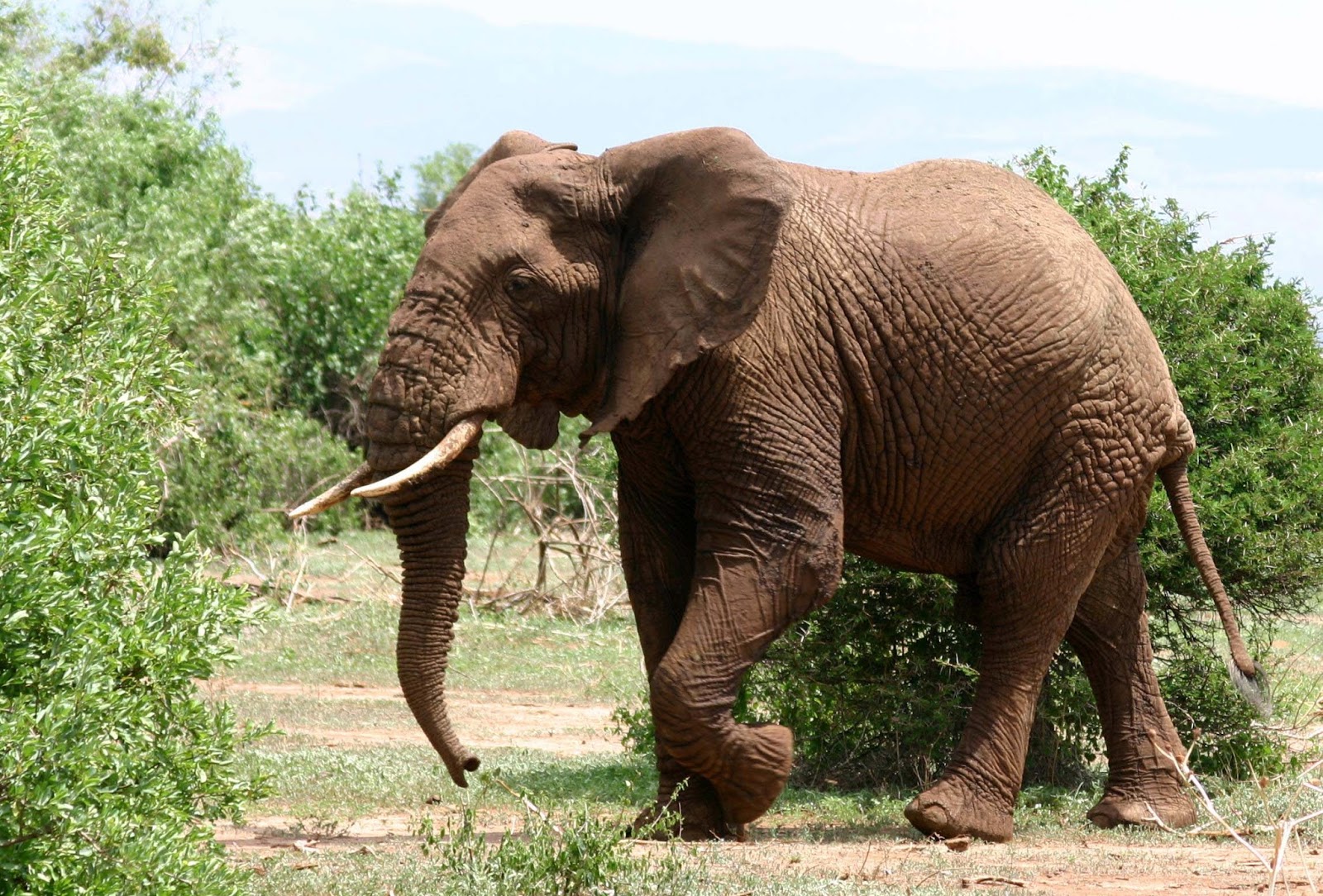 Gambar Gambar Gajah Lengkap